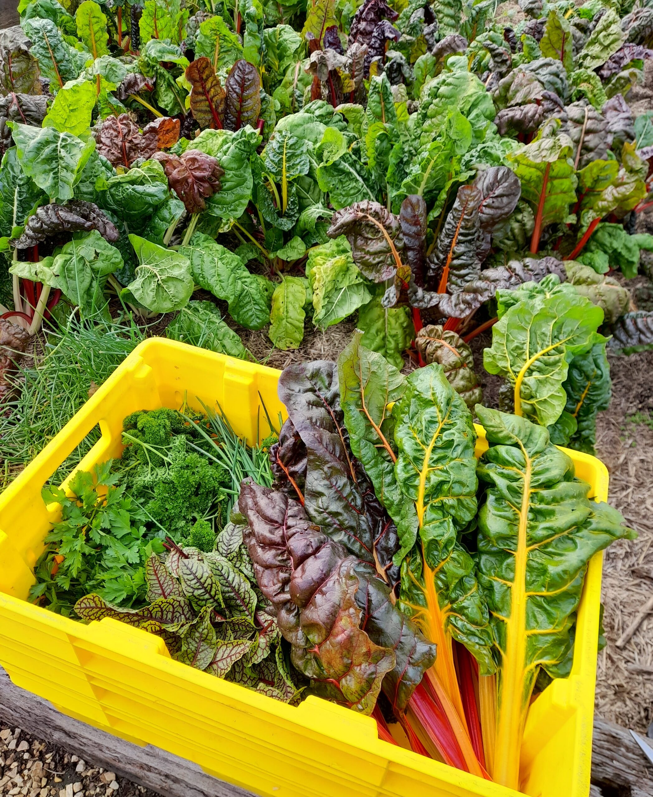 IMG_20220616_114109_694